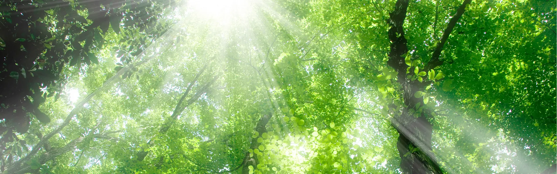 新緑の季節となって来ましたね😺✨